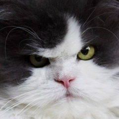 Николай Козлов, 01.01.1988, Москва