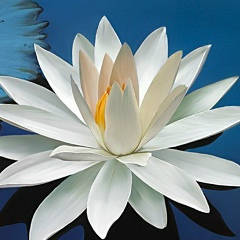 Дарья Емельянова, 19.01.1988, Москва