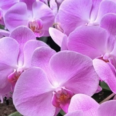 Lyudmila Shovkun, 18.12