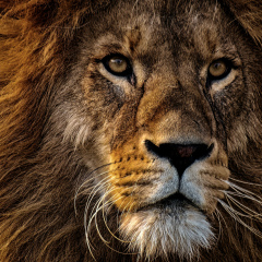 Самир Самиров, 28.03, Madrid