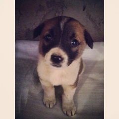 Madina Ibraimova, 03.08.1993, Алматы