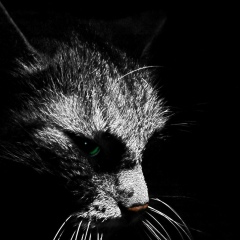 Константин Ступишин, 04.08.1988, Санкт-Петербург