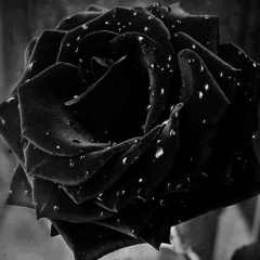 Rose Of Night, Саратов