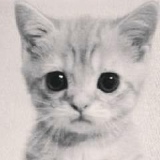 Анна Пресли, Воронеж