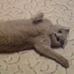 Денис Карпекин, 05.03.1985, Краснодар