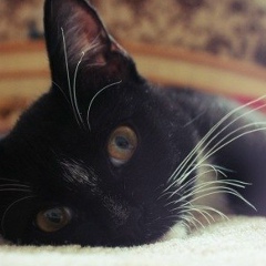 Тришина Т, 05.04, Москва