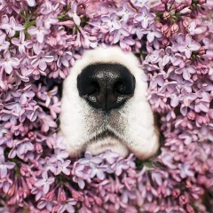 Нестор Махно, 30.09.1981, Москва