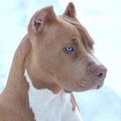 Андрей Царевич, Los Angeles