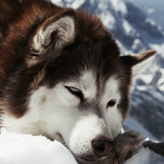 Mahlet Wg, 12.06.1995, Addis Ababa