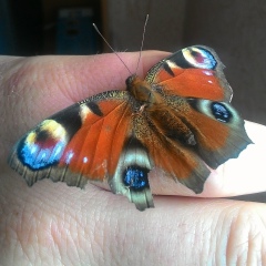 Алексей Востриков, 30.05.1982, Урюпинск