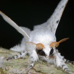 Михаил Гуляев, 16.07.1986, Москва