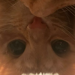 Елена Константиновна, 02.10, Великий Новгород