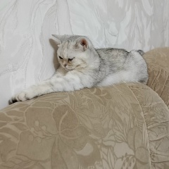 Екатерина Сабуть, Череповец