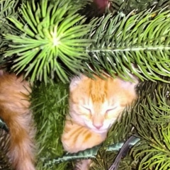 Татьяна Сысуева, 03.07.1986, Москва