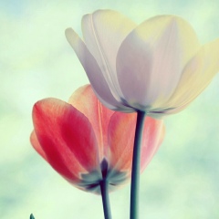 Myint Thu, 01.02.1986