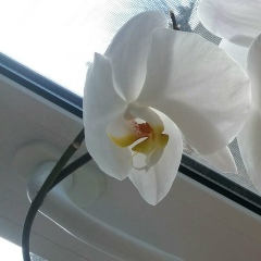 Светлана Набиуллина-Бекешова, 25.09, Бугульма