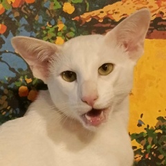 Екатерина Булимова, 19.11, Санкт-Петербург