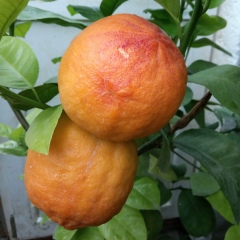 Василий Зуев, 21.07.1987, Севастополь