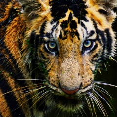 Евгений Величенко, 15.05.1983, Калининград