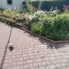 Наталья Арсёнова, Москва