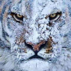 Батраз Сокуров, 01.01.2000