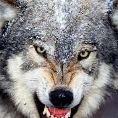 Алан Тумат, 13.08, Кызыл