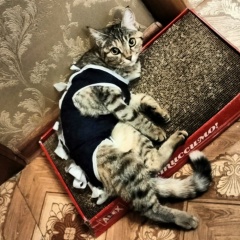 Жанаман Қуатбек, 18.04.1996, Кордай