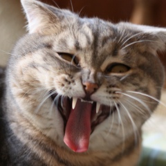 Иван Костюченко, 01.01.1989, Белгород