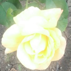 Нора Калдыбаева, 28.07, Астана