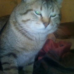 Антон Аверин