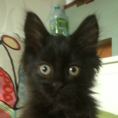 Наталья Рыбакова, Москва