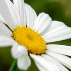 Akerke Alseytova, 16.12