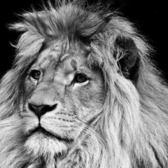 Таалай Уланбеков, 04.11, Бишкек