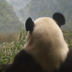 Евгения Панченко, 26.11, Бровары