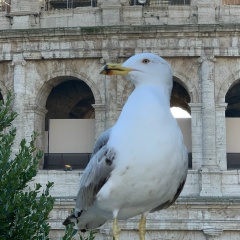 Лиза Царевская, 11.10, Москва