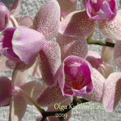 Ольга Куликовская, 28.05, Славутич