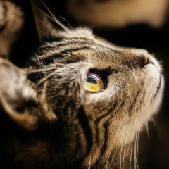 Арзу Эсенова, 06.06.1975, Москва