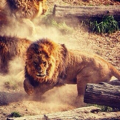 Имя Фамилия, Санкт-Петербург