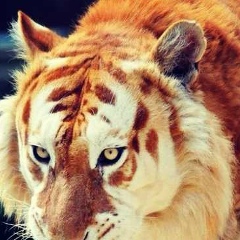 Юлия Довганюк, 18.03.1988, Киев