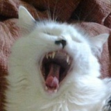 Роман Шелухин, 08.12, Орск