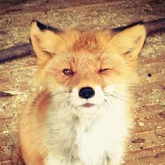 Костя Лисицын, Смоленск