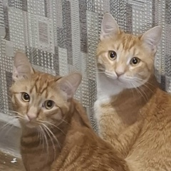 Елизавета Антонова, Санкт-Петербург