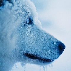 Илья Обухов, Сарапул