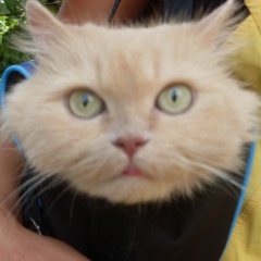 Алексей Ларченко, Могилёв