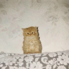 Иван Иванов