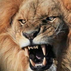 Adam Anzorov, 11.06.2000, Грозный