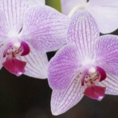 Ainur Oksikbaeva, 20.11.1980, Алматы