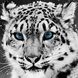 Дмитрий Ii, Химки