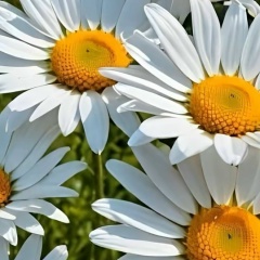 Наталья Свящук, Санкт-Петербург