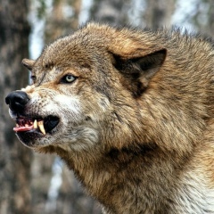 Sulim Ubiev, 20.01.1998, Волгоград